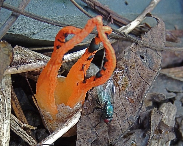 Смердящий рог осьминога
