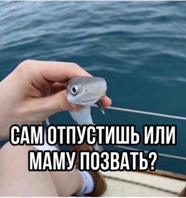 Акула покусала отдыхающих в Египте