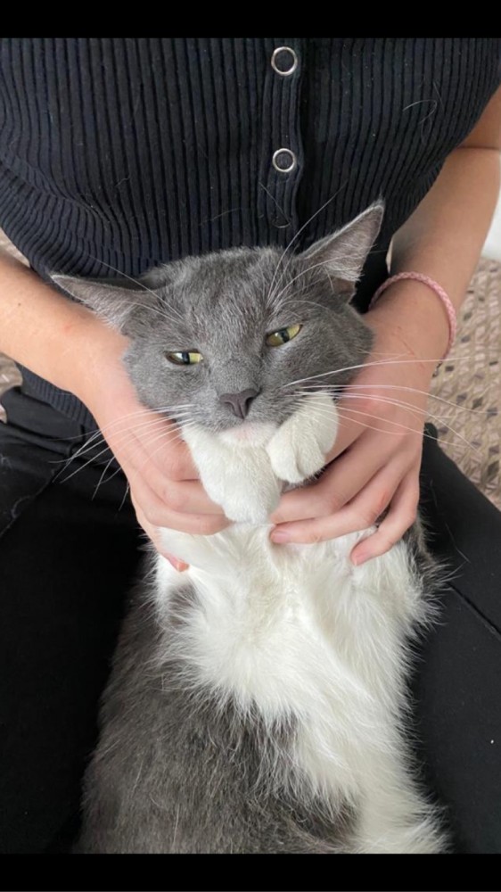 Котовторнику быть!