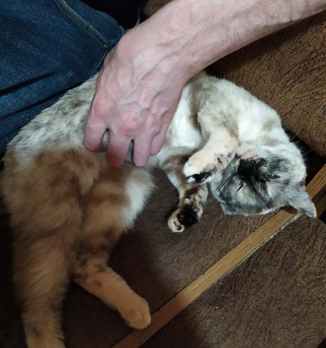 Котовторнику быть!