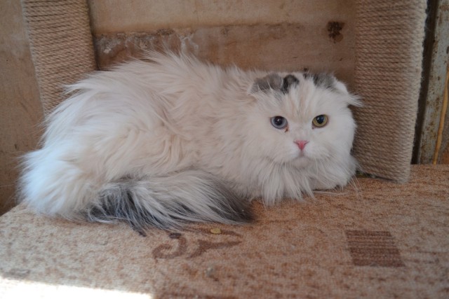 Кошки , кошечки, котяры 14.03.21