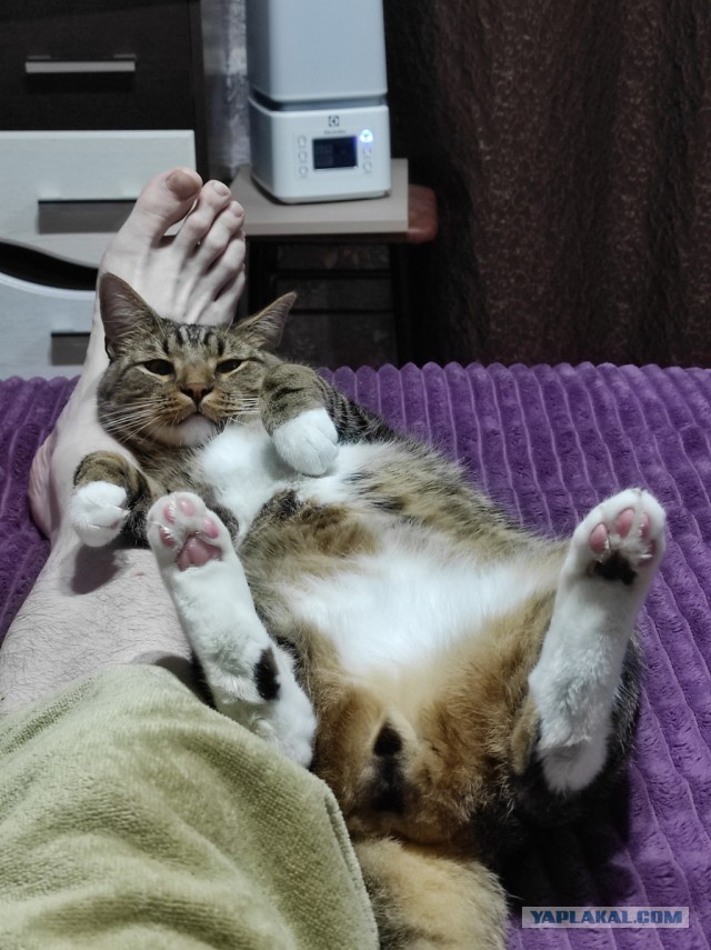 А котовторник уже начался?