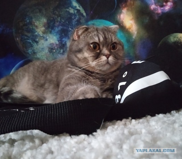 Котовторник. Поговорим о кличках, друзья