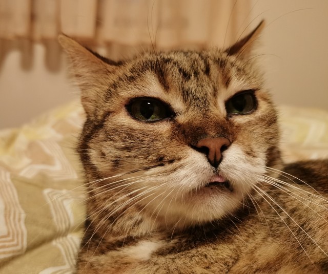 Кот который прожил жизнь