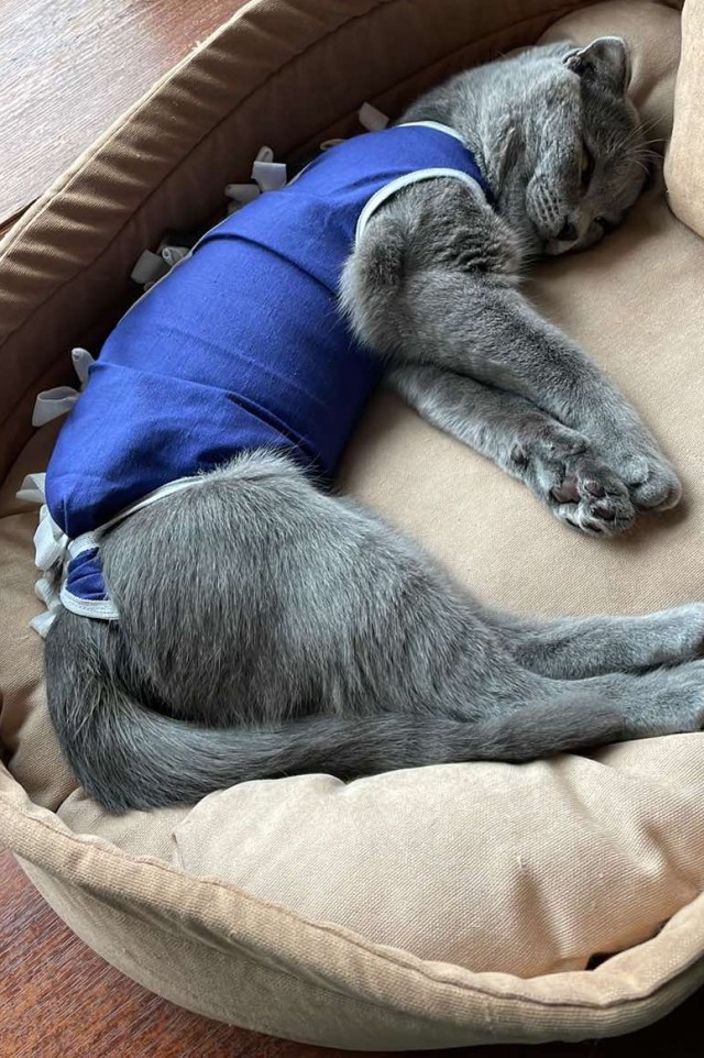 Котовторник 11.01.22