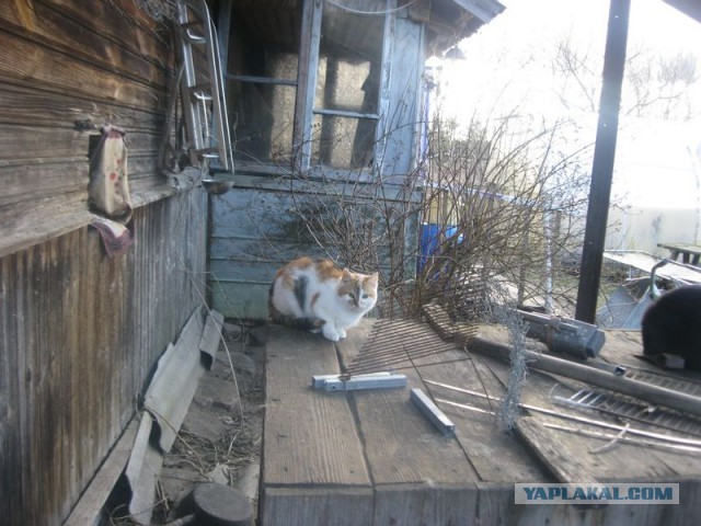 Жизнь домашнего приюта для котеек 383