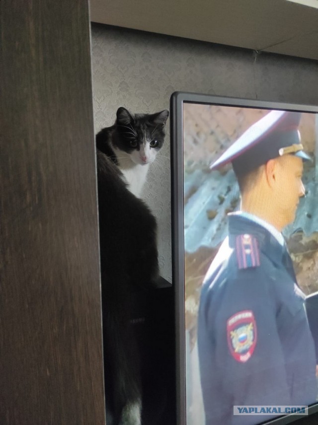 Это один и тот же кот