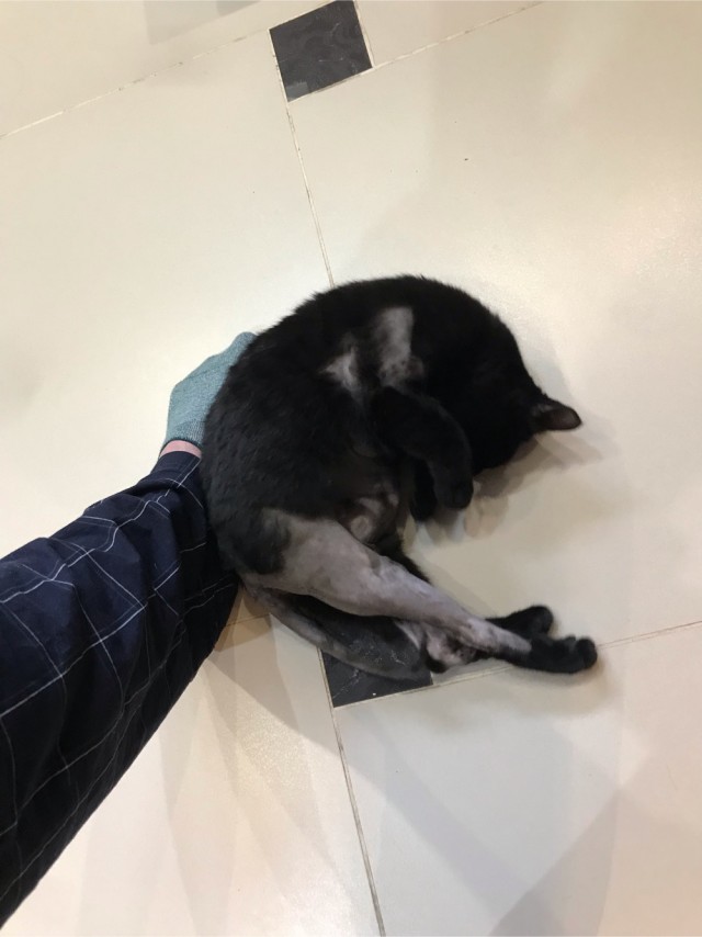 Котовторник вроде.