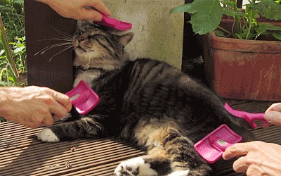 Котаны вне политики