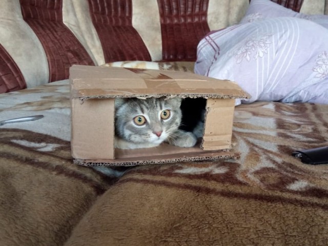Котовторник ведь начался!