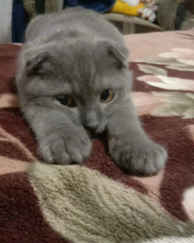 Котовторнику посвящается