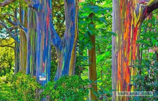 Потрясающий цвет дерева