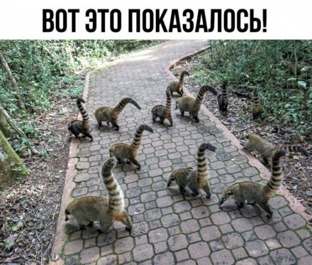 Картинки и мемы, всем хороших выходных