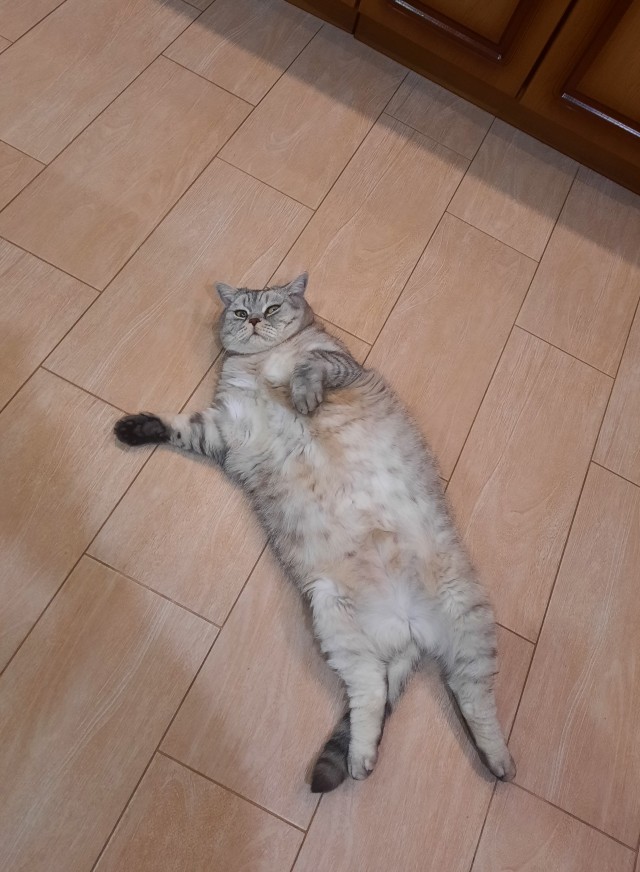 Котовторник 18.10.22