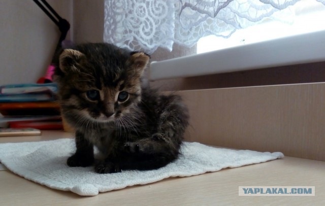 Вторник, ваши коты и кошки в студию