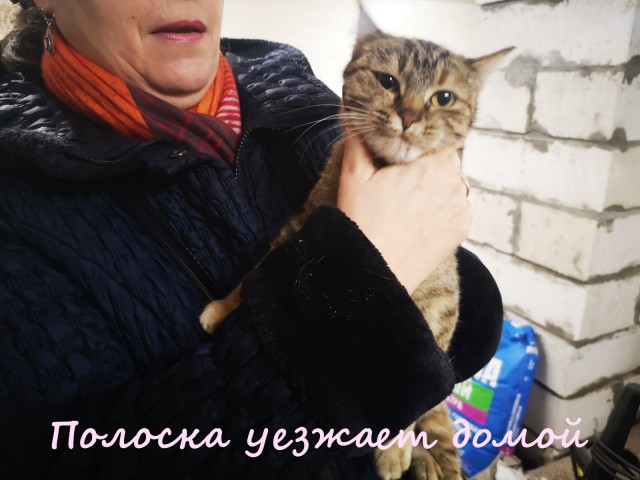 Жизнь домашнего приюта "Котоленд" 363