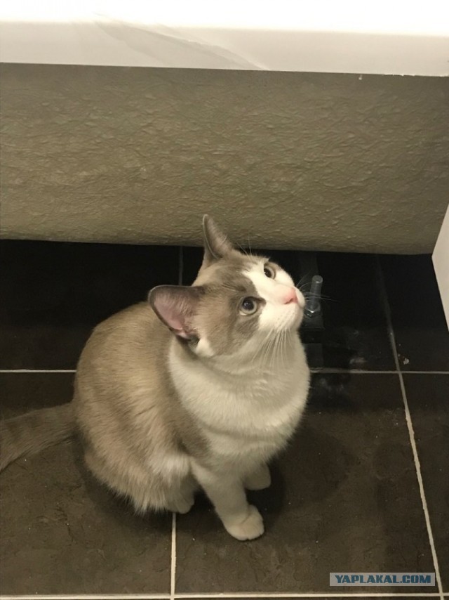 Без кота жизнь не та