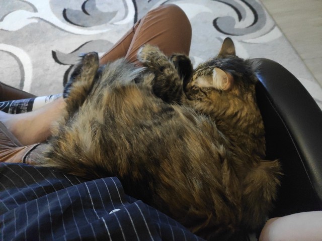 Про котейку