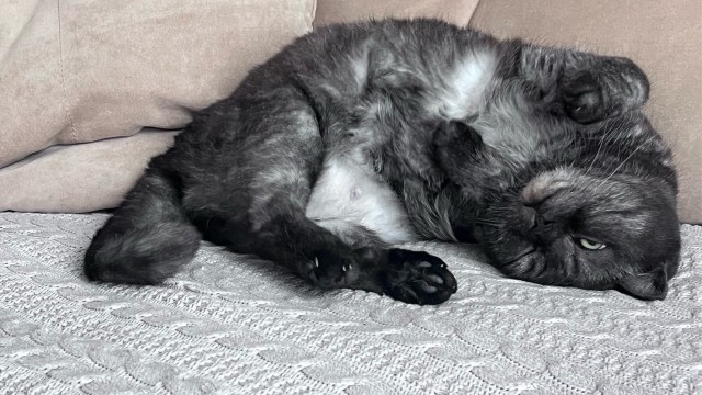 Начинаем котофторник?