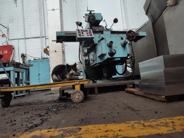 Коты на производстве