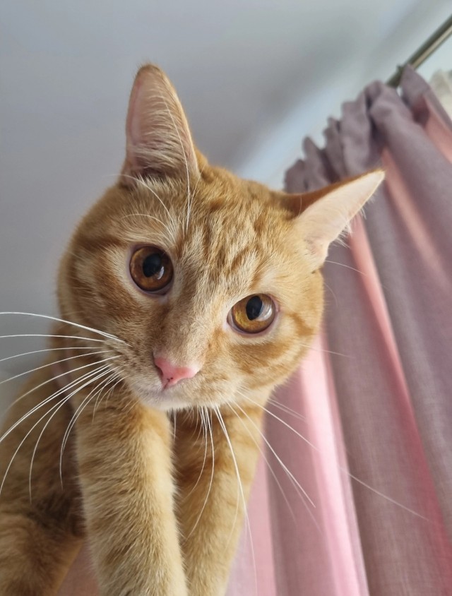 Котовторник. Моему мультяшке 1 год