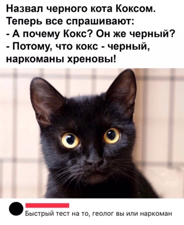 Котовторник Рыжих