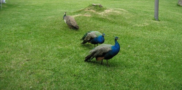 Хочу дачу на канарах!