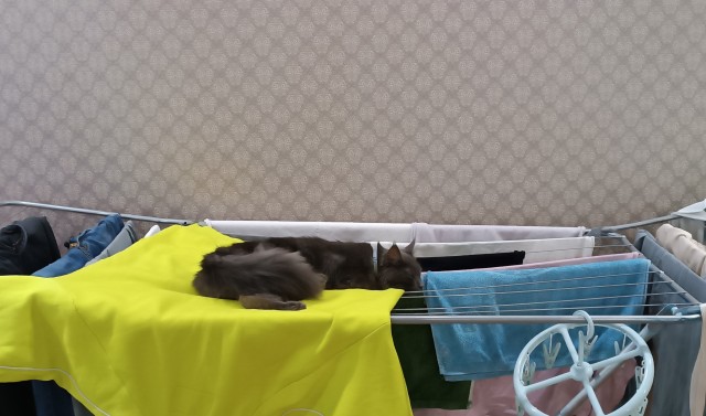 Из крошки в великана: котенок мейн-куна вырос и стал гигантом