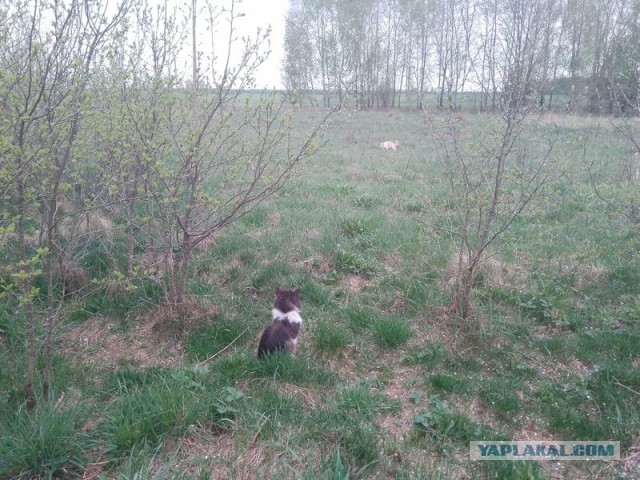 Жизнь домашнего приюта для котеек 491