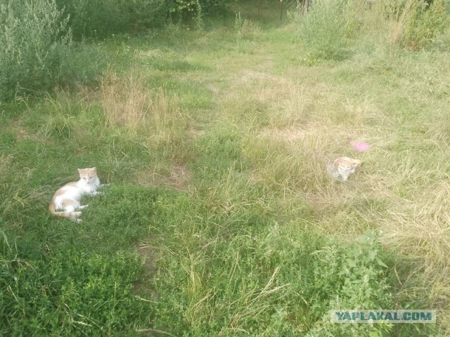 Жизнь домашнего приюта для котеек 504