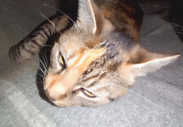 На котовторник