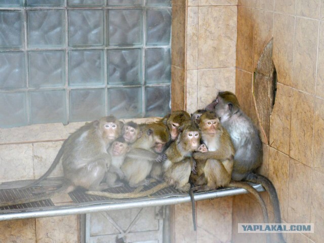 Обитатели Сухумского питомника обезьян с трудом переживут наступление холодов при длительных отключениях электричества.