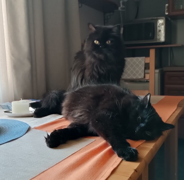 Котовторник 31.12.2024. Последний котовторник года