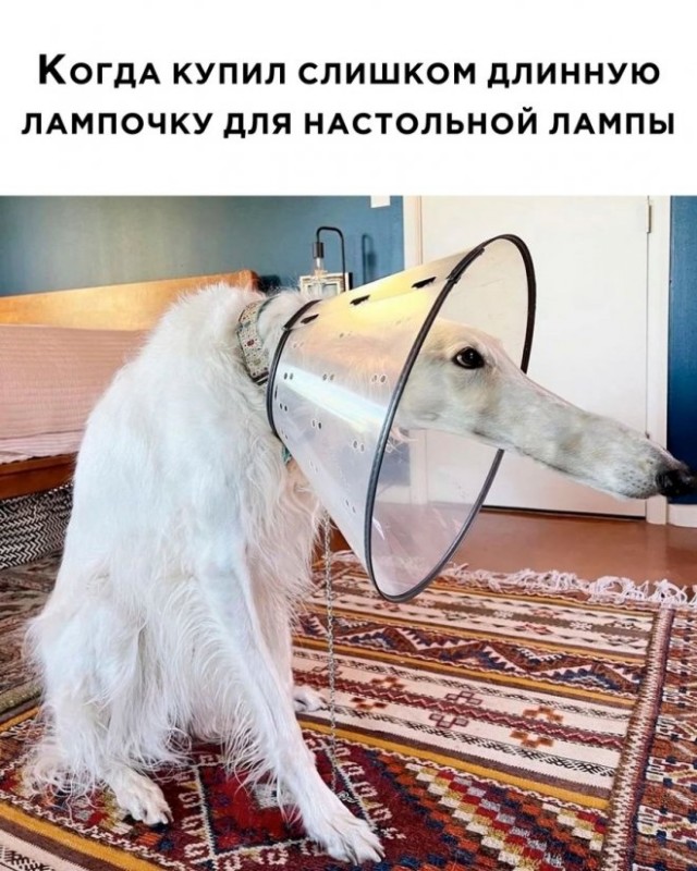 Веселые картинки в последний день февраля (28.02)