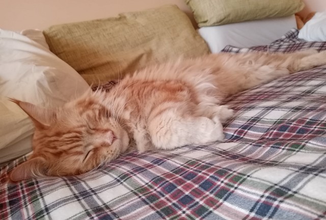 Мой кот