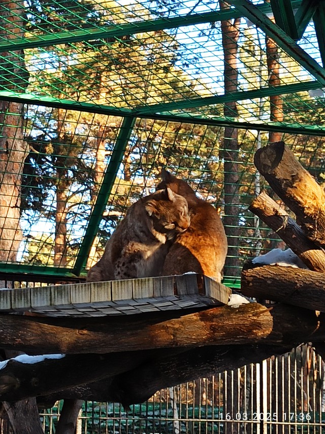 А что, не котовторник что ли?