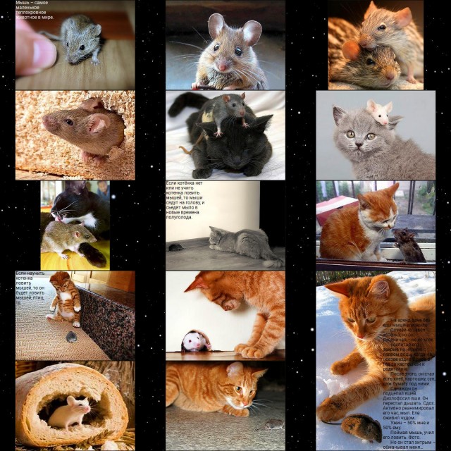 Чем отличаются люди, у которых есть кошки, от людей, у которых их нет? Тест и его результаты