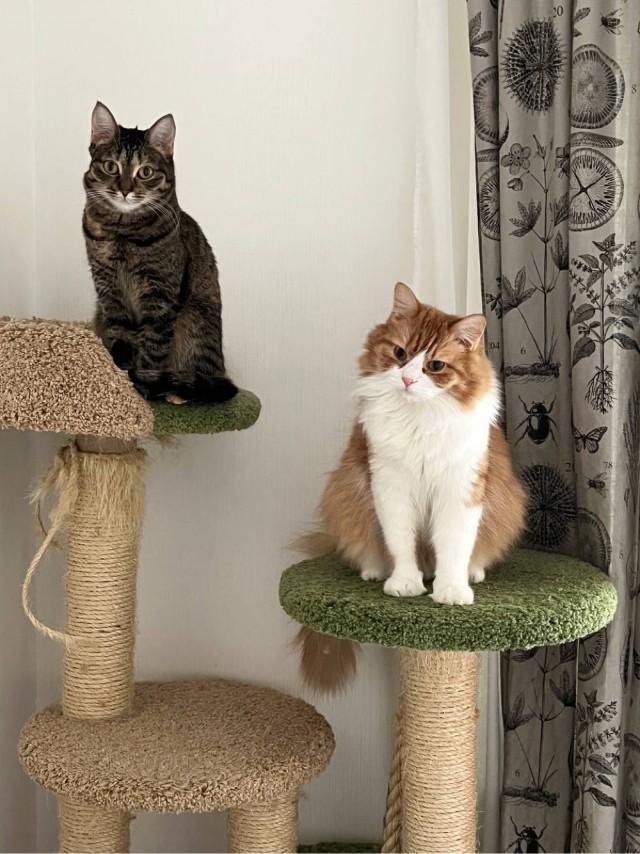 Ура, котовторник!