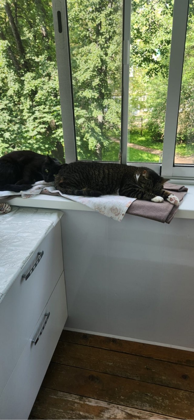 Котовторник