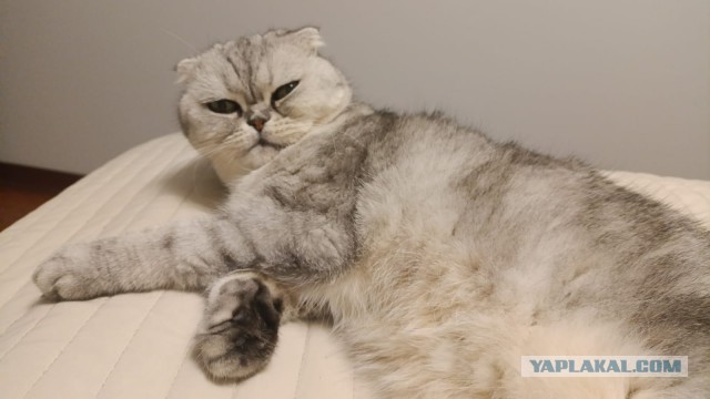 Внезапная "Терешкова" в котофторник