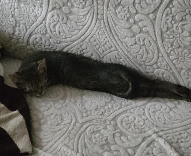 Пополнение. К котовторнику