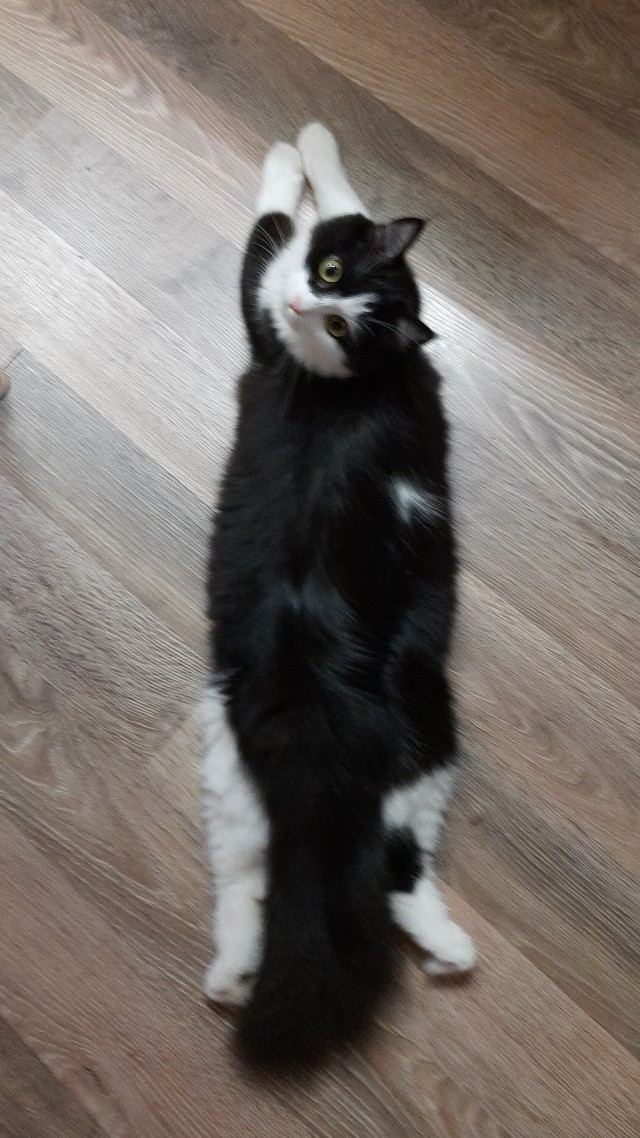 Кошачья Любовь