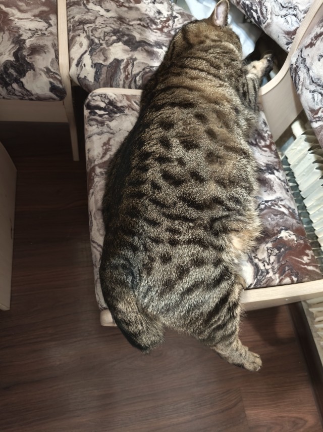 Котовторник
