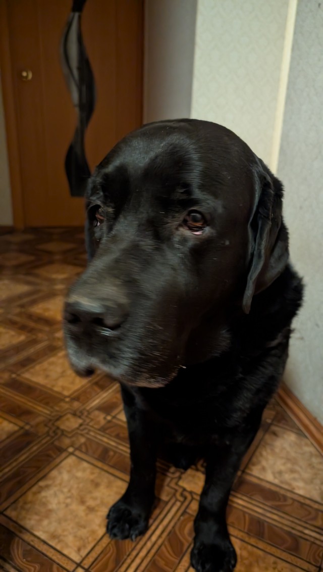 Собакочетверг