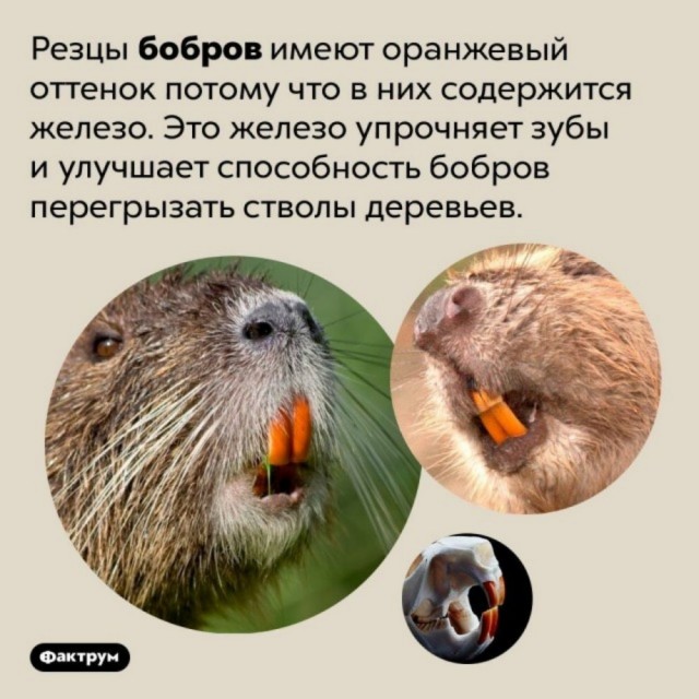 Куча мала 15, последняя