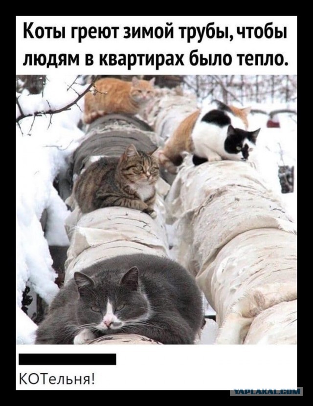 Сколько нужно котов для обогрева квартиры⁠⁠?