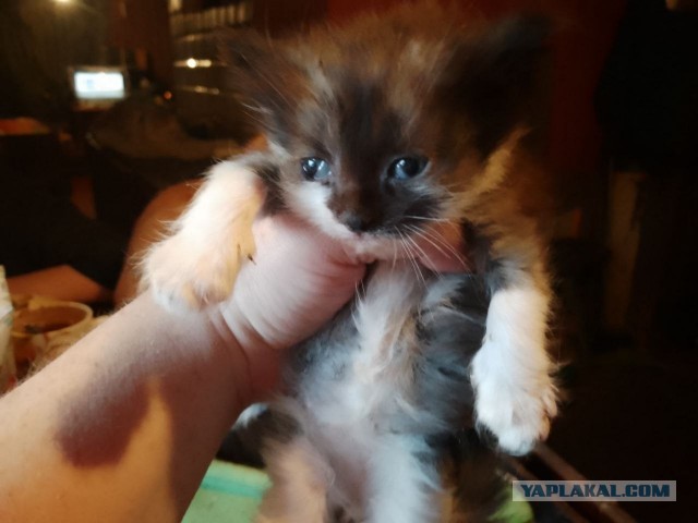 Жизнь домашнего приюта для котеек 577