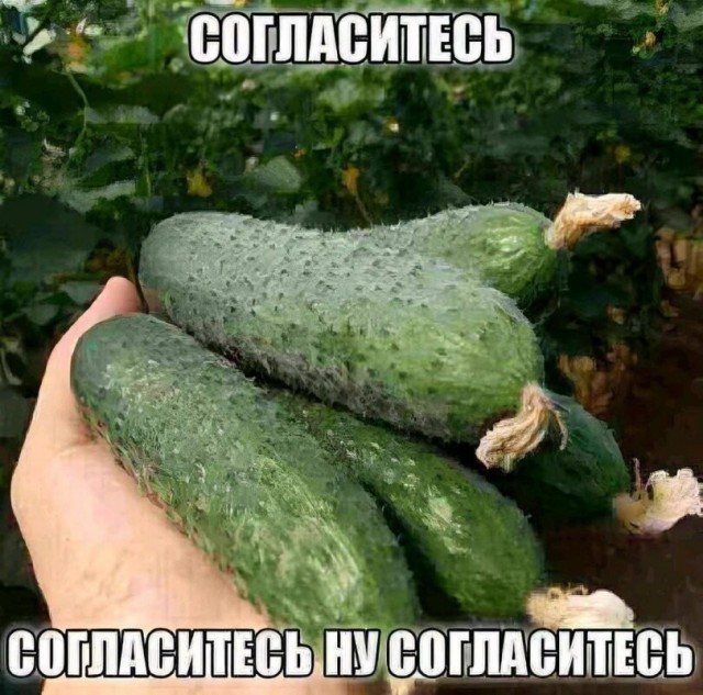 Контент для невзыскательной аудитории