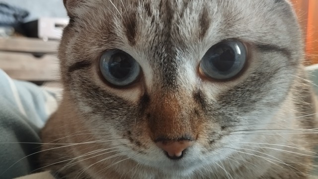 Очередной котовторник