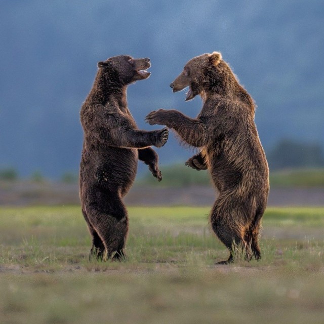 Снимки финалистов конкурса Nikon Comedy Wildlife Awards 2026